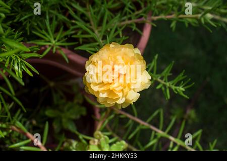 Portulaca grandiflora Blumen auch bekannt als eine mexikanische Rose, 11 Uhr, zehn Uhr Blumen. Sukkulent blühender Hausgartenpflanzer in hellgelbem Peac Stockfoto