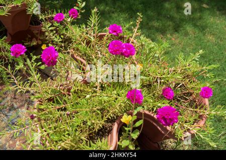 Portulaca grandiflora Blumen auch bekannt als eine mexikanische Rose, 11 Uhr, zehn Uhr Blumen. Saftig blühende Hausgartenpflanze in knallrosa Farbe Stockfoto