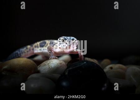 Der Gecko kletterte auf den Ast, wo er sich ausruhte. Stockfoto