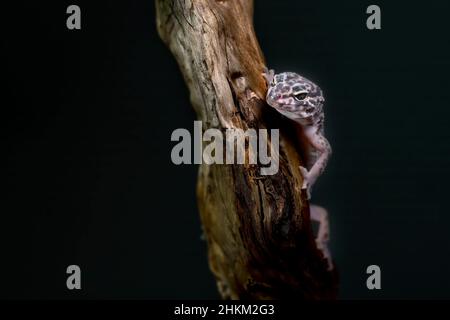 Der Gecko kletterte auf den Ast, wo er sich ausruhte. Stockfoto