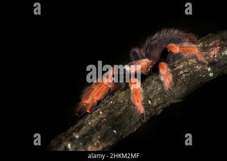 Die Spinne ruht auf einem mit Moos bedeckten Ast. Stockfoto