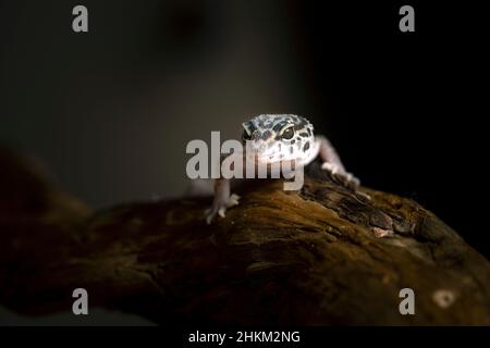 Der Gecko kletterte auf den Ast, wo er sich ausruhte. Stockfoto