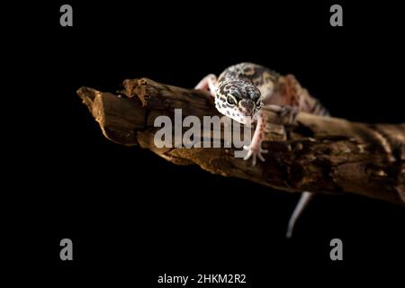 Der Gecko kletterte auf den Ast, wo er sich ausruhte. Stockfoto