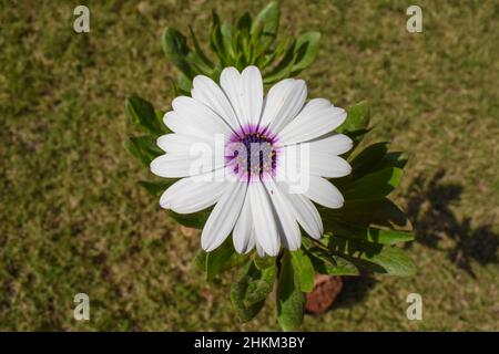 Weiße afrikanische Gänseblümchen-Blume mit violettem Zentrum auch bekannt als Osteospermum weiße frische Peals-Pflanze Stockfoto