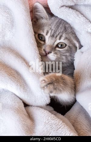 Ein süßes graues Kätzchen liegt zu Hause auf dem Bett unter den Bezügen. Lustige graue Kätzchen versteckt sich unter einer rosa Felldecke. Das Konzept der entzückenden kleinen Haustiere. Stockfoto