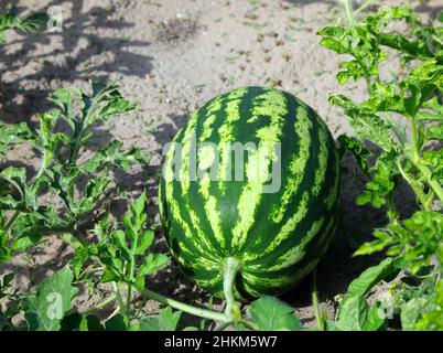 Große grüne Wassermelone auf dem Feld mit sandigen Böden, um die Wasserableitung während der Bewässerung zu fördern Stockfoto
