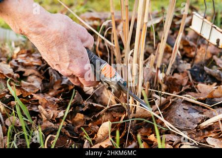 Gärtner schneidet Laub von Miscanthus sinensis 'Malepartus' im späten Winter zu Boden. Stockfoto