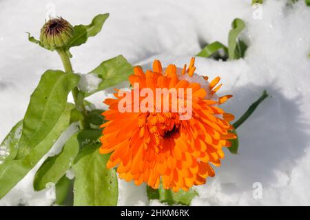 Ringelblume unter dem Schnee in der Bretagne Stockfoto