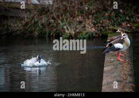 05. Februar 2022, Niedersachsen, Bückeburg: Eine Kanadagans (l) reinigt sich im Wasser neben Nil-Gänsen. Foto: Lino Mirgeler/dpa Stockfoto