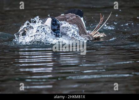 05. Februar 2022, Niedersachsen, Bückeburg: Eine Kanadagans reinigt sich im Wasser. Foto: Lino Mirgeler/dpa Stockfoto