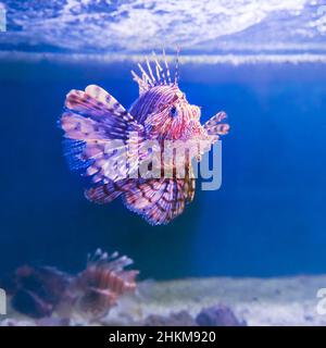 Schöner, aber giftiger Löwenfisch im Roten Meer. Fische, die Sie beim Schnorcheln in der Nähe von Korallenriffen beobachten können. Stockfoto