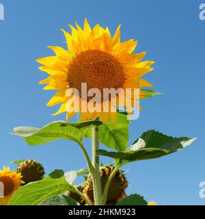 Frische Sonnenblume auf dem Feld gegen blauen, lebendigen Himmel Stockfoto