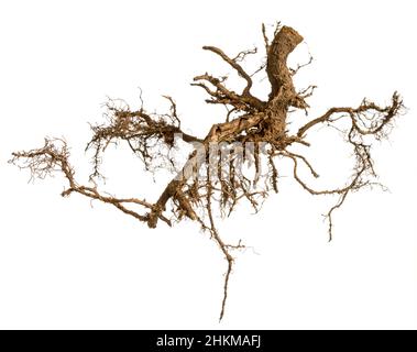 Wurzelbaum isoliert auf weißem Hintergrund Stockfoto
