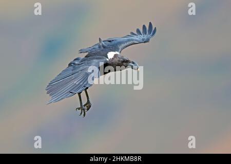 Ein weiß-necked Raven (Corvus Albicollis) während des Fluges, Südafrika Stockfoto