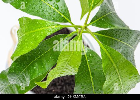 Mango-Blätter aus der Nähe auf weißem Hintergrund. Grüne Blätter exotischer Pflanzen mit Wassertropfen. Pflege und Kultivierung des Mangobaums Stockfoto