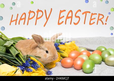 Ein kleines Kaninchen mit bemalten Eiern und Frühlingsblumen auf weißem Hintergrund mit dem Text Frohe Ostern. Stockfoto