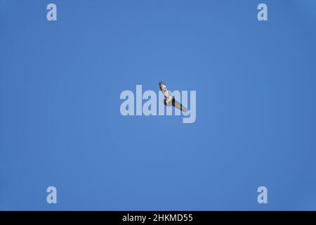 Buteo oder Buzzard, ziemlich große Greifvögel mit einem robusten Körper und breiten Flügeln, die hoch in den blauen Himmel ragen und nach Beute suchen Stockfoto