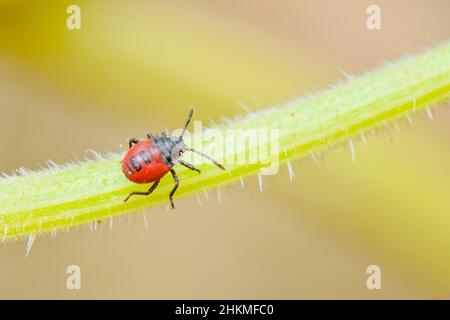 Rot gefärbtes geflecktes Insekt, bekannt als Nymphe von Stinkwanze an der Weinrebe der Melonenpflanze. Stockfoto