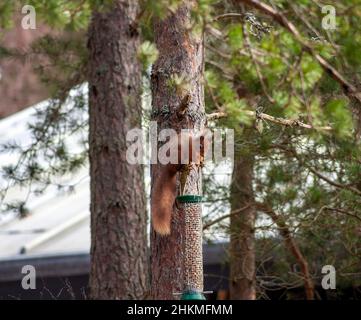 Rothörnchen füttern in Nüssen für Vögel im RSPB Loch Garten Abernethy Forest Center am Loch Garten im Cairngorms National Park Highland Scotland Stockfoto