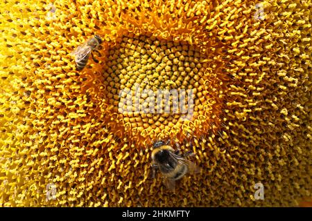 Nahaufnahme von Biene und Hummel auf Sonnenblume Stockfoto