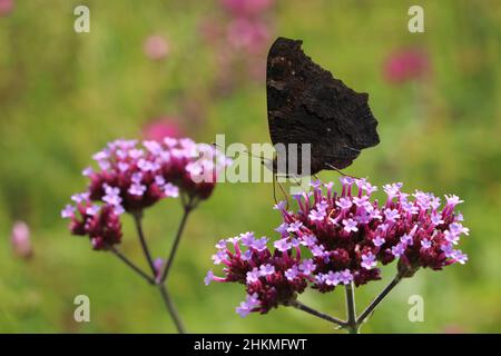 pfauenschmetterling mit gefalteten Flügeln bestäubt auf lila Verbena Blume Stockfoto