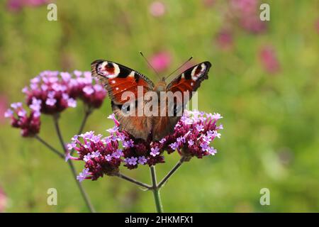 pfauenschmetterling mit offenen Flügeln bestäubt auf Flieder Verbena Flowe Stockfoto
