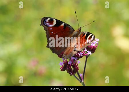 Nahaufnahme europäischer Pfauenschmetterling vor grünem Naturhintergrund Stockfoto