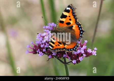 Nahaufnahme eines kleinen Schildpatt-Schmetterlings auf einer violetten Vervain-Blume im Sommergarten Stockfoto