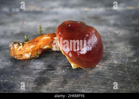 Essbarer Waldpilz. Frisch gepflückte Boletus auf Holzhintergrund.Zerklauser subtomentosus auf Holzhintergrund, rustikaler Tisch. Stockfoto