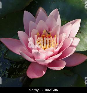 Nahaufnahme der rosa Seerosenblüte mit Schwebefliege Stockfoto