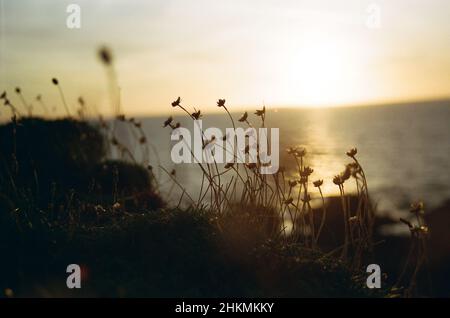 Clifftop-Blumen bei Sonnenuntergang in Aberystwyth, Wales. Aufgenommen mit Kodak Portra 400 (35mm Film) Stockfoto