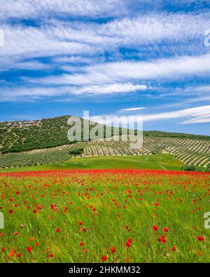 Poppy Field in Südspanien Stockfoto