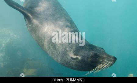 Pelzrobbe unter Wasser, Kaikoura, Neuseeland Stockfoto