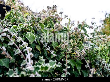 Ivy Hecke bedeckt mit weißem Frost während des Winters im Vereinigten Königreich, in der Grafschaft, in England, in Großbritannien Stockfoto