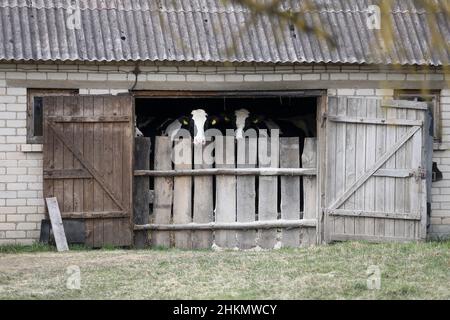 Schwarz-weiße Kälber hinter der Scheunentür auf einem alten Bauernhof in Litauen Stockfoto