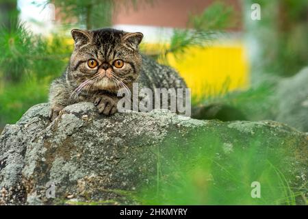 An einem Sommertag sitzt eine niedliche braune gestromte Katze exotisch auf einem großen grauen Stein im Park. Das persische Kätzchen hat Angst vor Reisen im Freien und sieht aus Stockfoto