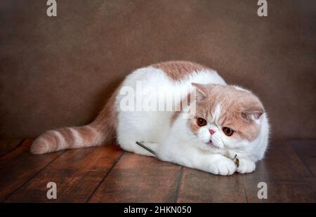 Eine wunderschöne exotische Kurzhaar-Katze liegt auf dem braunen Hintergrund des Studios. Farbe Creme mit Weiß Stockfoto