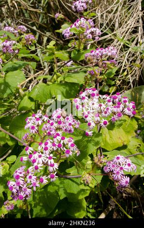 Blüten der Pflanze Pericallis webbii. Valleseco. Gran Canaria. Kanarische Inseln. Spanien. Stockfoto