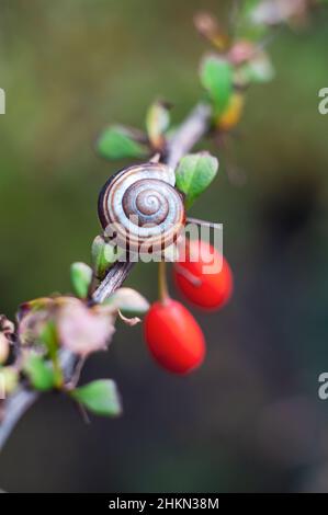 Eine Gartenschnecke in einer Schale liegt auf einem Berberbeerzweig mit roten Beeren. Verlauf unscharfer Hintergrund, weicher Fokus. Stockfoto