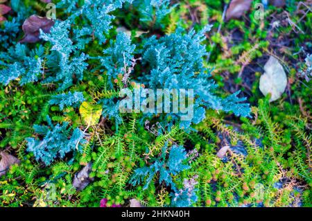 Floraler Hintergrund mit Forbs, blauem Wacholder, Blättern und Bodenbezügen, Vollformat, weicher Fokus. Stockfoto