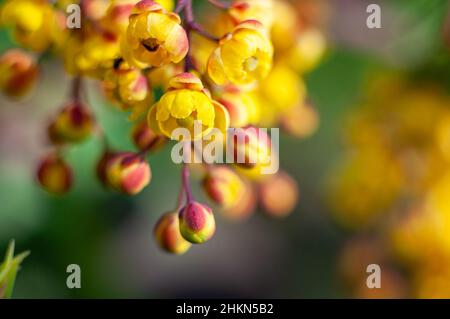 Sonnige gelbe Berberblüten, Makrofotografie eines blühenden Gartenstrauch. Der Frühling kommt, warme Stimmung. Selektiver Fokus und unscharfer Hintergrund. Stockfoto