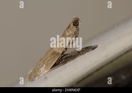 Tinea pellionella, eine Kleidermotte mit Koffer. Gran Canaria. Kanarische Inseln. Spanien. Stockfoto