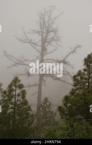 Wald der Kanarischen Insel Kiefer Pinus canariensis im Nebel. Integral Natural Reserve von Inagua. Tejeda. Gran Canaria. Kanarische Inseln. Spanien. Stockfoto