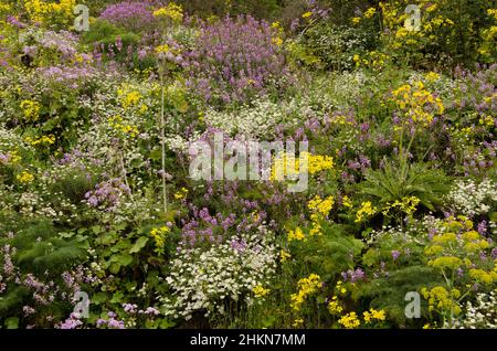 Biodiversität der blühenden Pflanzen im Feld. Der Nublo Rural Park. Tejeda. Gran Canaria. Kanarische Inseln. Spanien. Stockfoto