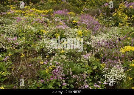 Biodiversität der blühenden Pflanzen im Feld. Der Nublo Rural Park. Tejeda. Gran Canaria. Kanarische Inseln. Spanien. Stockfoto