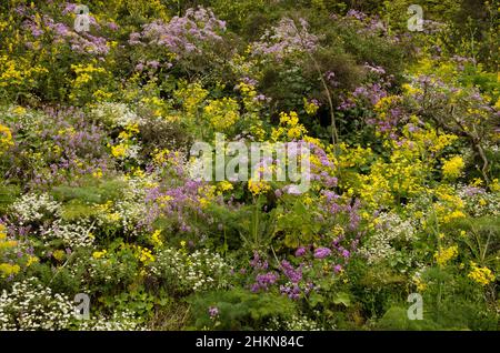 Biodiversität der blühenden Pflanzen im Feld. Der Nublo Rural Park. Tejeda. Gran Canaria. Kanarische Inseln. Spanien. Stockfoto