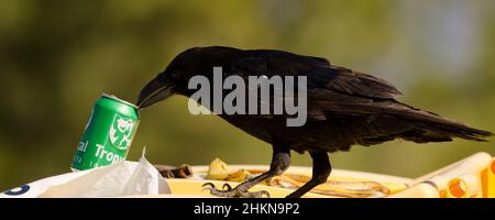 The Nublo Rural Park, 3. Mai 2021: Kanarische Inseln Raben Corvus corax canariensis mit einer Dose Bier. Tejeda. Gran Canaria. Kanarische Inseln. Spanien. Stockfoto