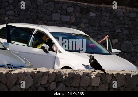 Tejeda, 3. Mai 2021: Kanarische Inseln Raben Corvus corax canariensis neben einem Paar, das in ihr Auto fährt. Gran Canaria. Kanarische Inseln. Spanien. Stockfoto