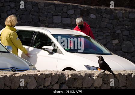 Tejeda, 3. Mai 2021: Kanarische Inseln Raben Corvus corax canariensis neben einem Paar, das in ihr Auto fährt. Gran Canaria. Kanarische Inseln. Spanien. Stockfoto