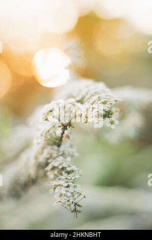 Weiße Blüten blühen im Garten im Frühling, goldene Zeit, weiches fabelhaftes Licht der untergehenden Sonne. Weicher Fokus, luftiger Hintergrund mit Unschärfe. Stockfoto